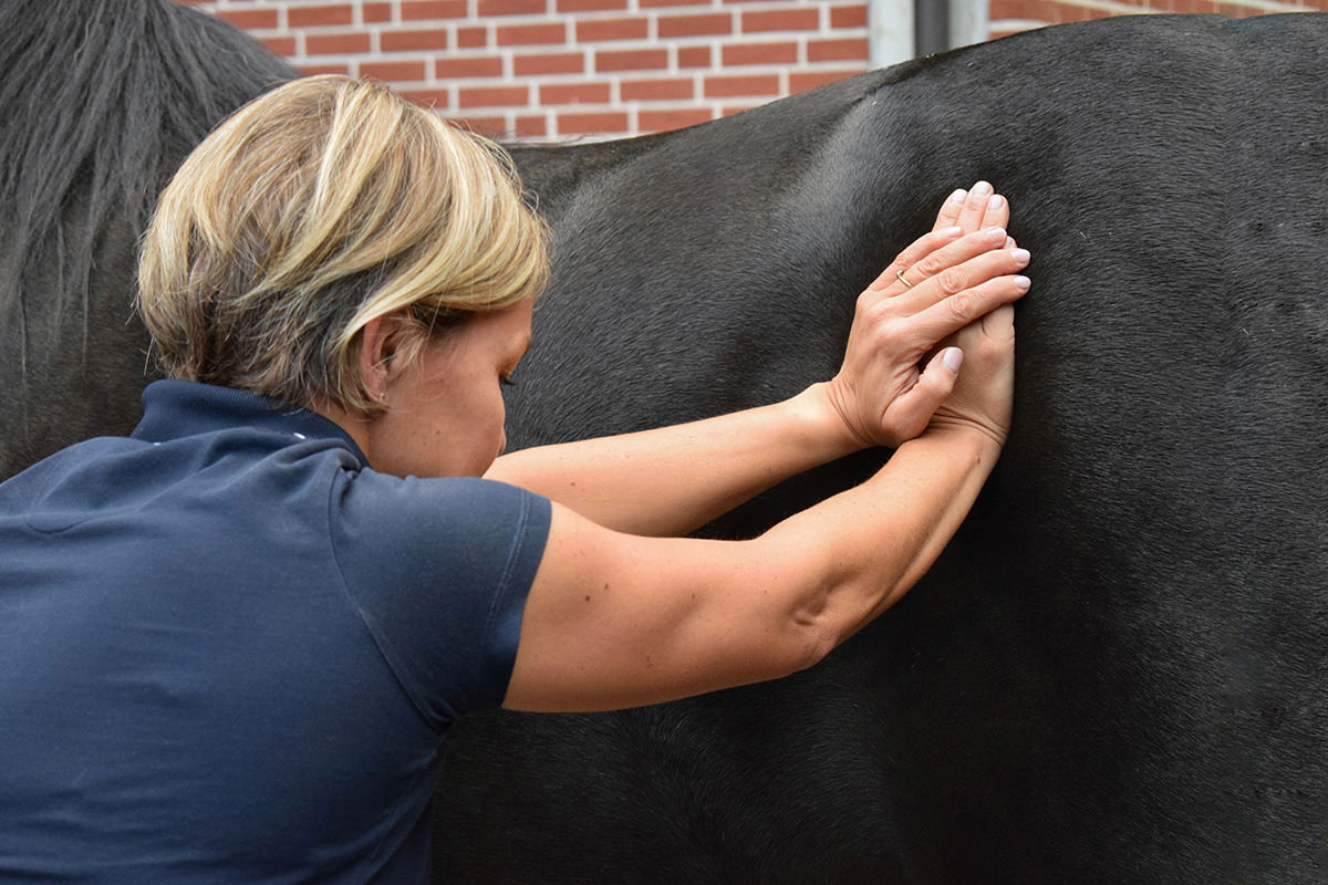 Chiropraktik beim Pferd – warum sie sinnvoll sein kann