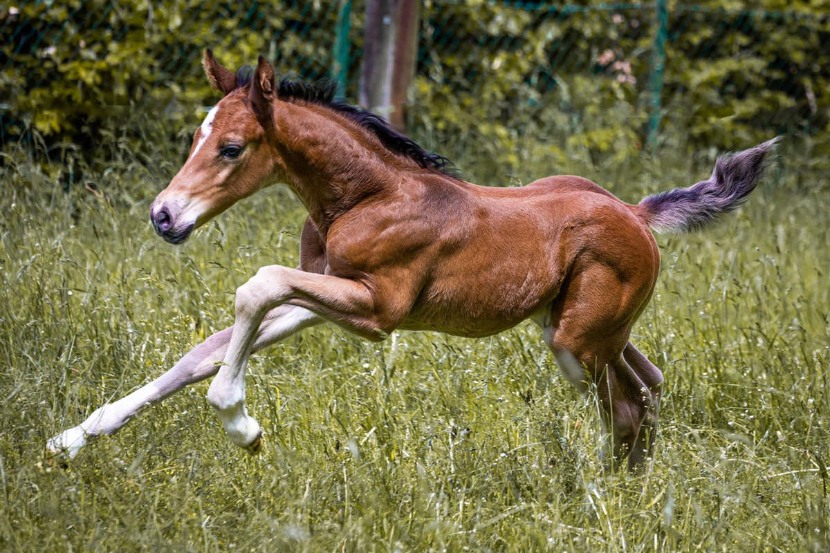 Fohlen auf der Weide