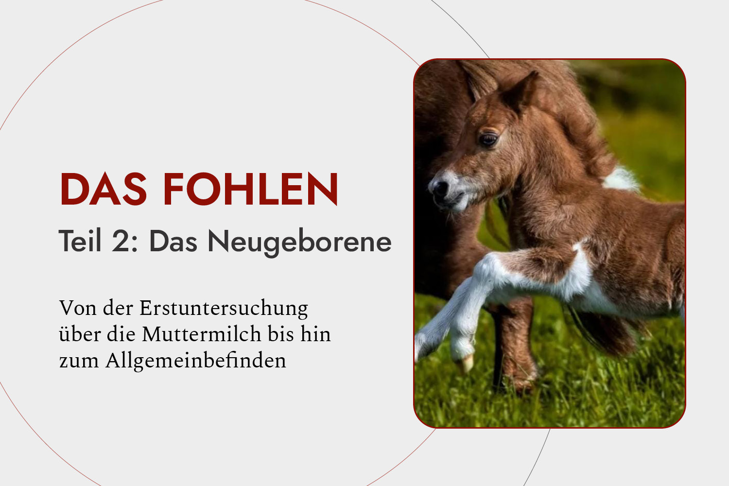 Das Fohlen, Teil 2: Das Neugeborene