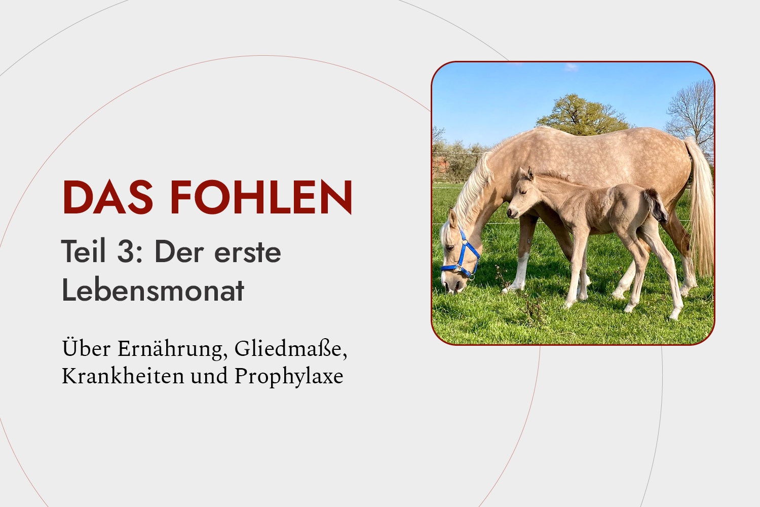 Das Fohlen, Teil 3: Der erste Lebensmonat