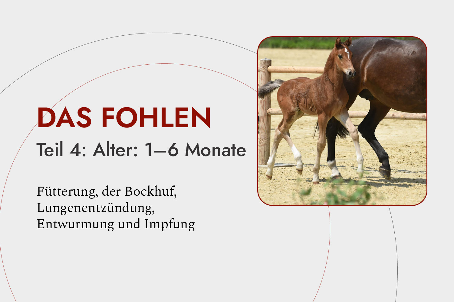 Das Fohlen, Teil 4: Alter 1 bis 6 Monate