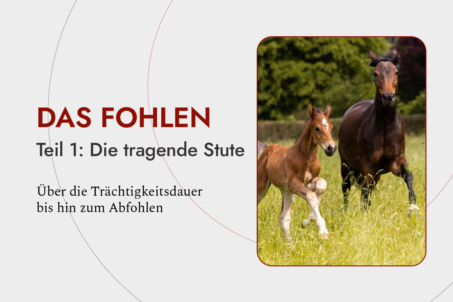 Das Fohlen, Teil 1: Die tragende Stute
