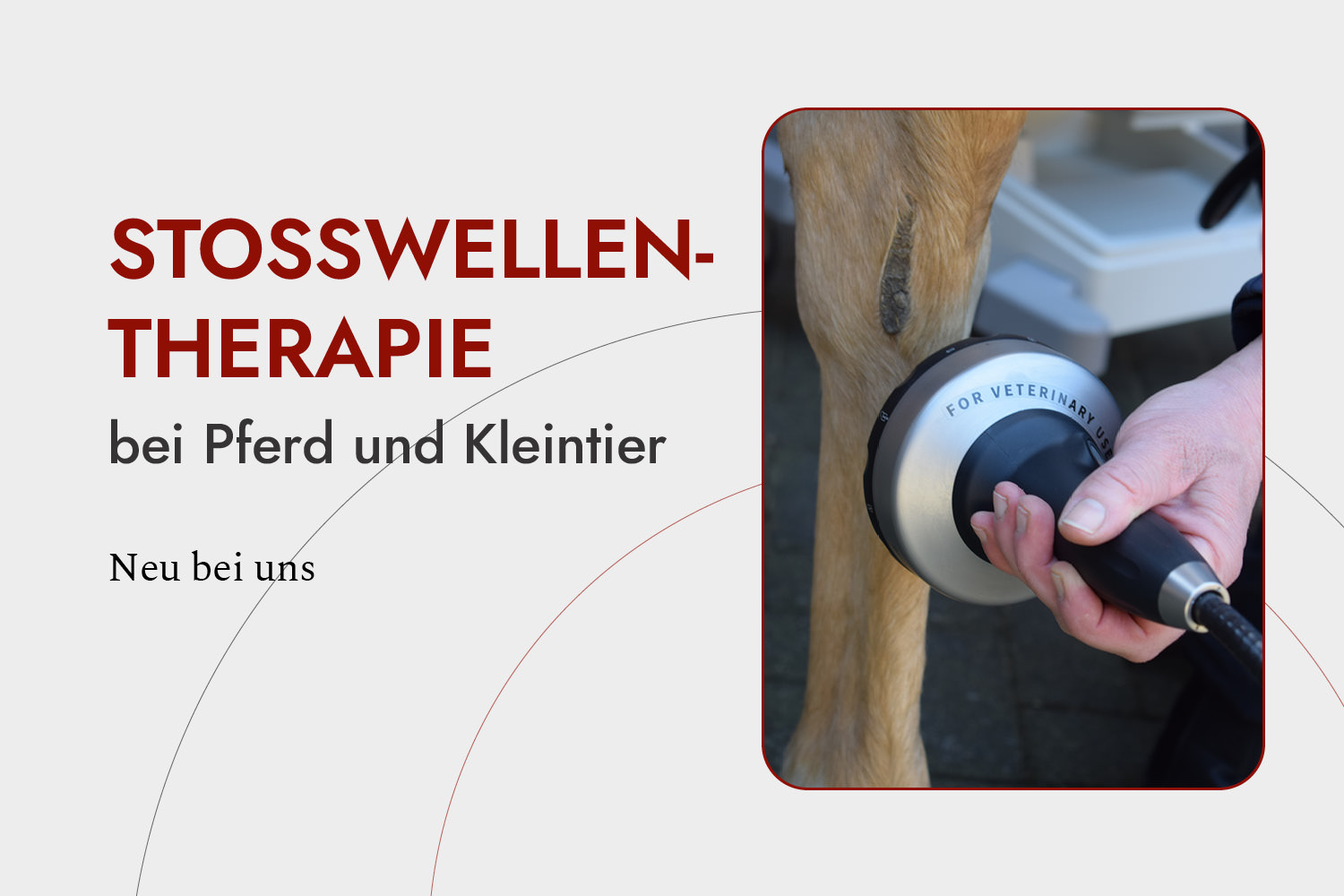 Stoßwellentherapie bei Pferd und Kleintier