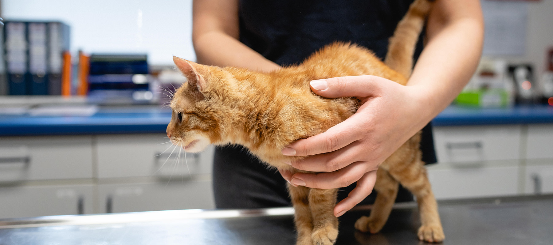 Die Kleintierpraxis in der Tierklinik Brockhagen