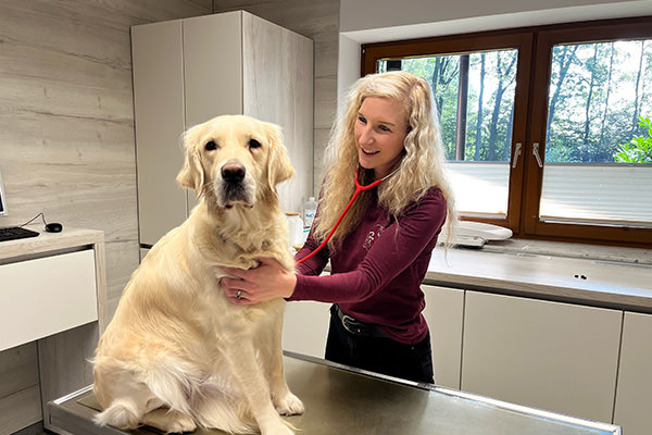 Behandlung eines Hundes in der Kleintierpraxis