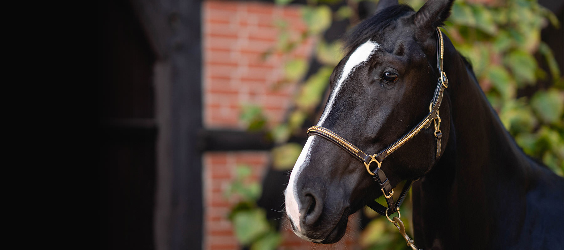 Leistungen der Pferdeklinik