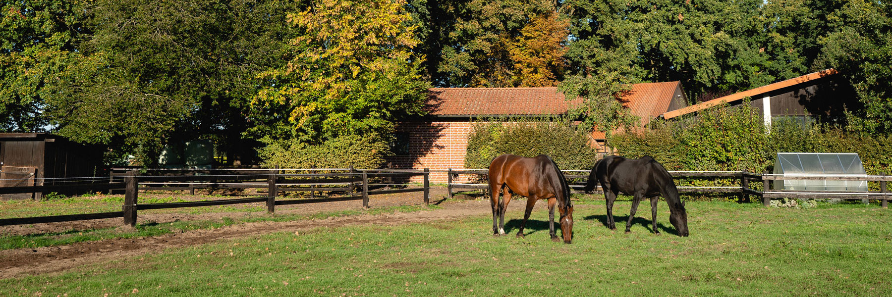 Chiropraktische Behandlung eines Pferdes in der Tierklinik Brockhagen