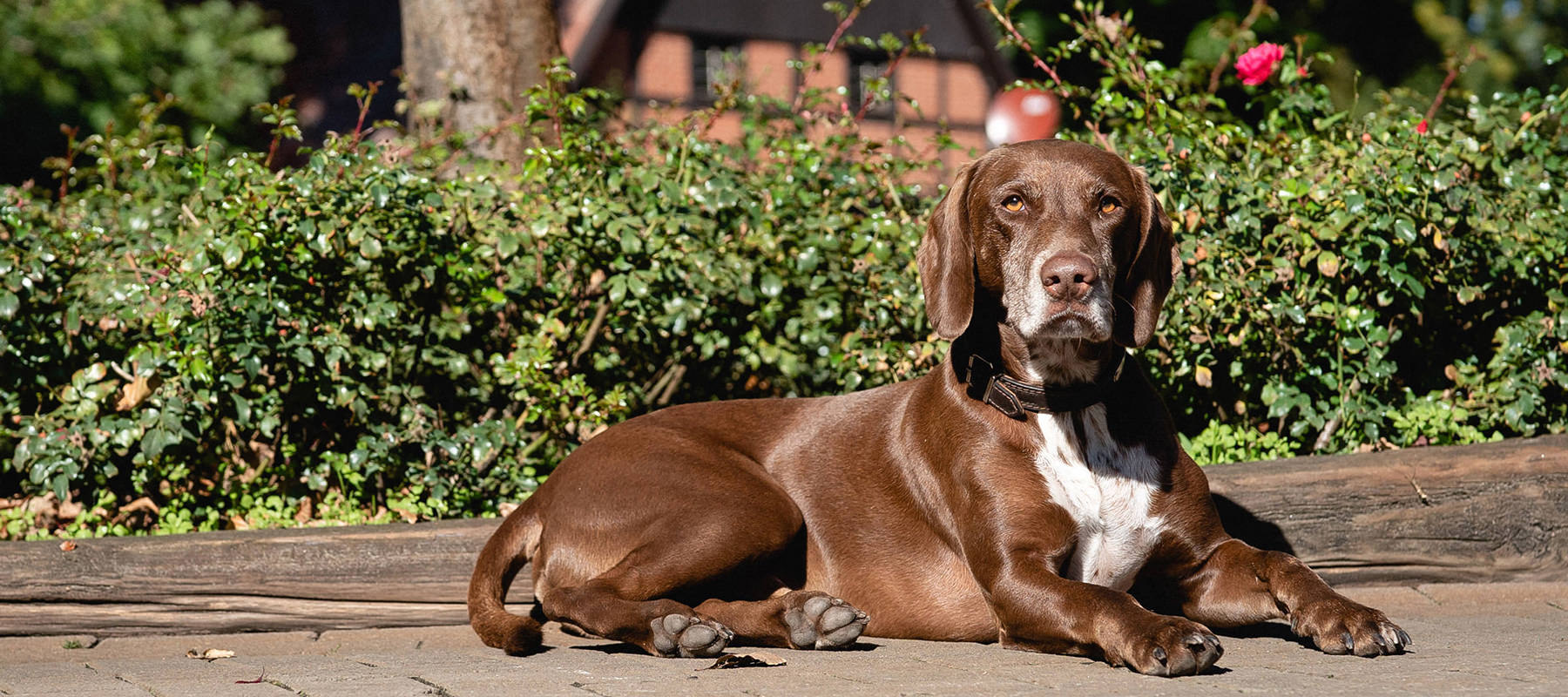 Die Tierklinik Brockhagen, Impression vom Gelände und Hofhund